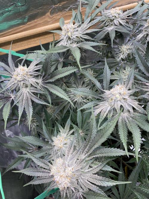 GorillaZ. Week 12 - 28.12