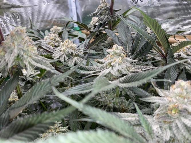 GorillaZ. Week 12 - 28.12