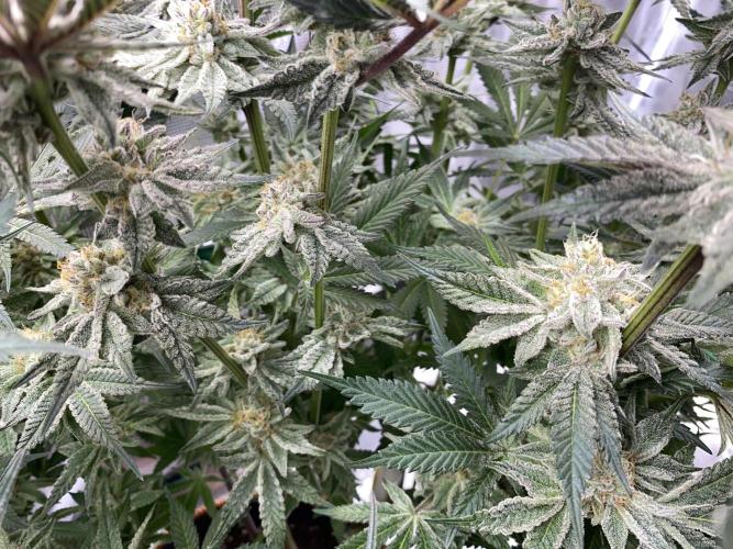 GorillaZ. Week 12 - 28.12