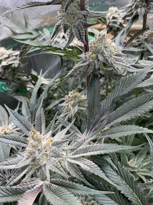 GorillaZ. Week 12 - 28.12