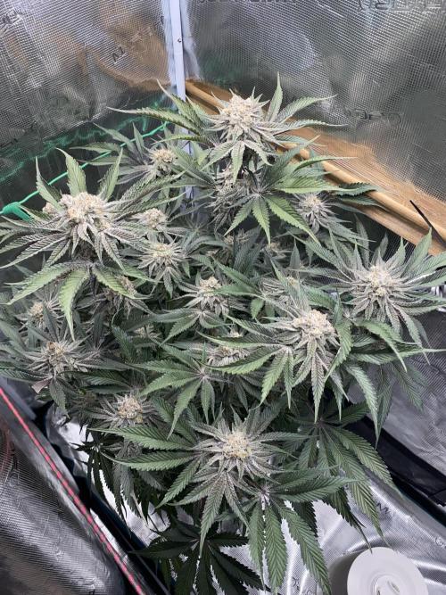 GorillaZ. Week 14 - 05.01