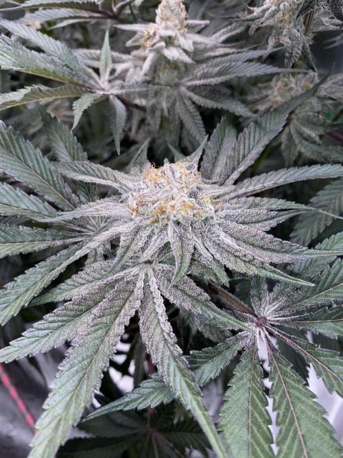 GorillaZ. Week 14 - 05.01