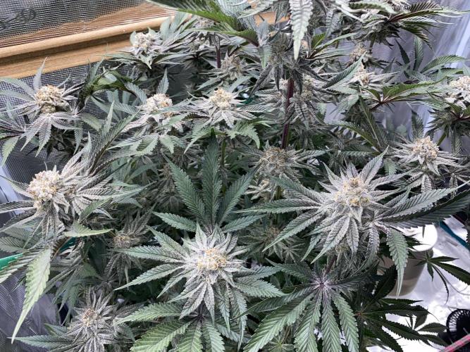 GorillaZ. Week 14 - 06.01