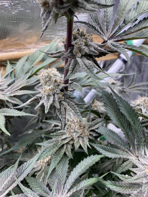 GorillaZ. Week 14 - 06.01