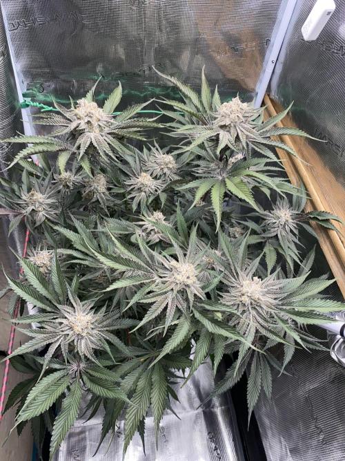 GorillaZ. Week 14 - 06.01