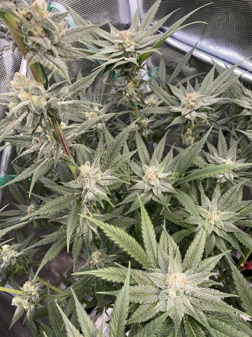 Fast.Farm. Week 6