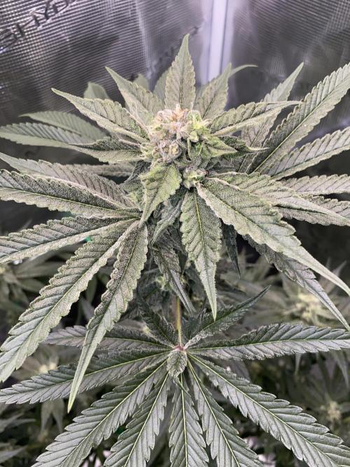 Fast.Farm. Week 6