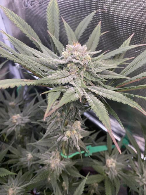 Fast.Farm. Week 6