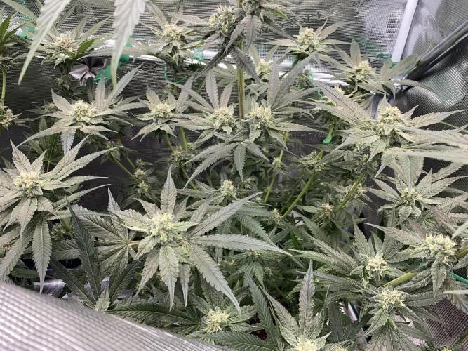 Fast.Farm. Week 6