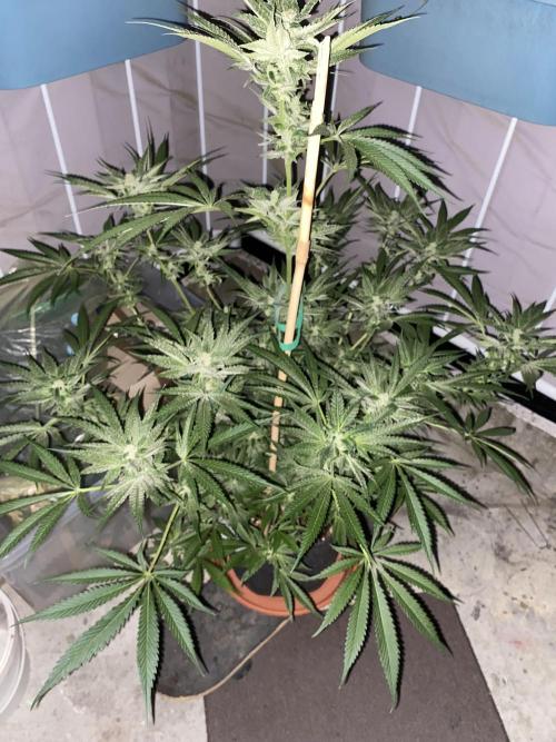 Fast.Farm. Week 6 - Outdoor^^
