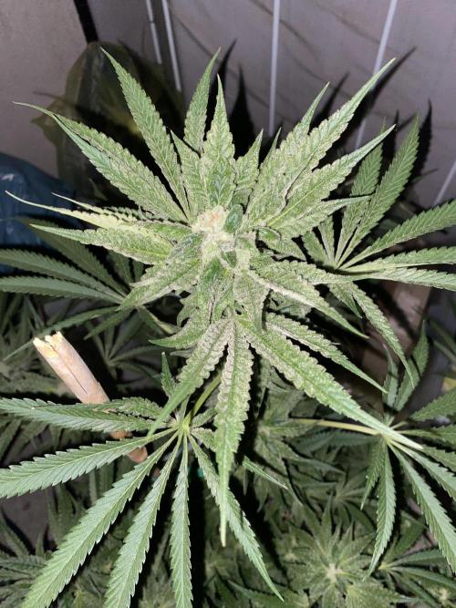 Fast.Farm. Week 6