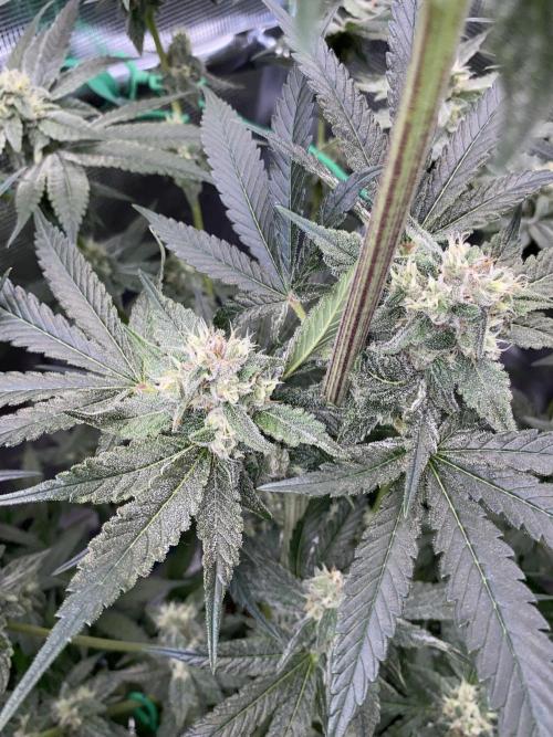 Fast.Farm. Week 6