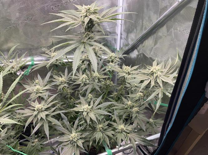 Fast.Farm. Week 6