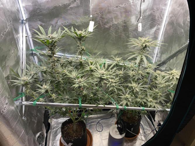 Fast.Farm. Week 6