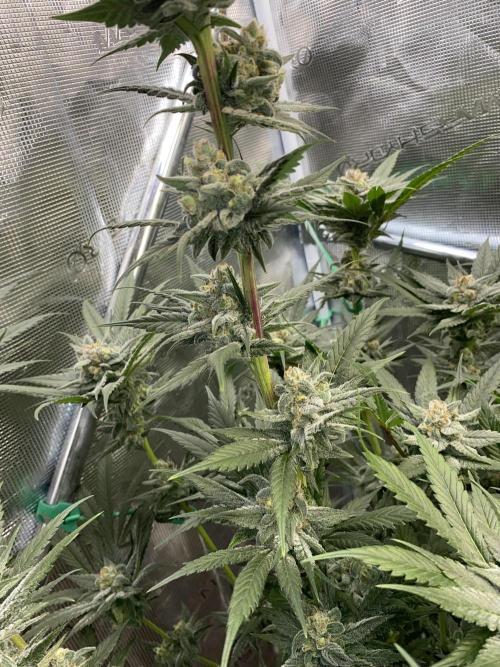 Fast.Farm. Week 6