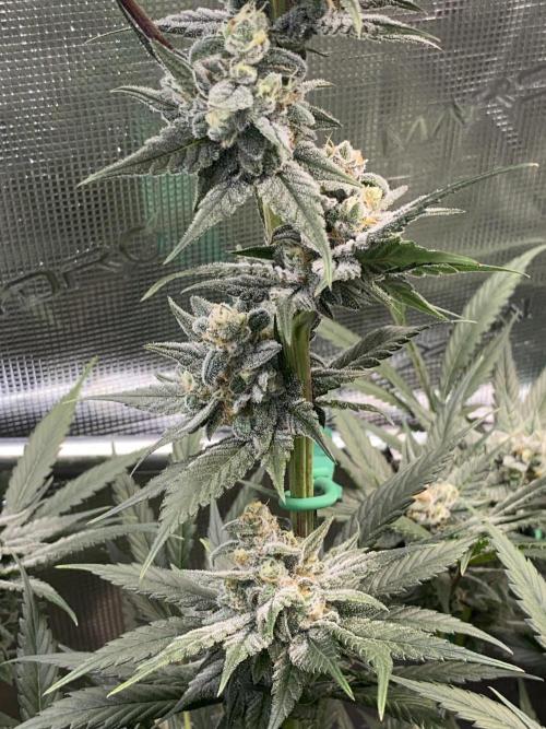Fast.Farm. Week 6