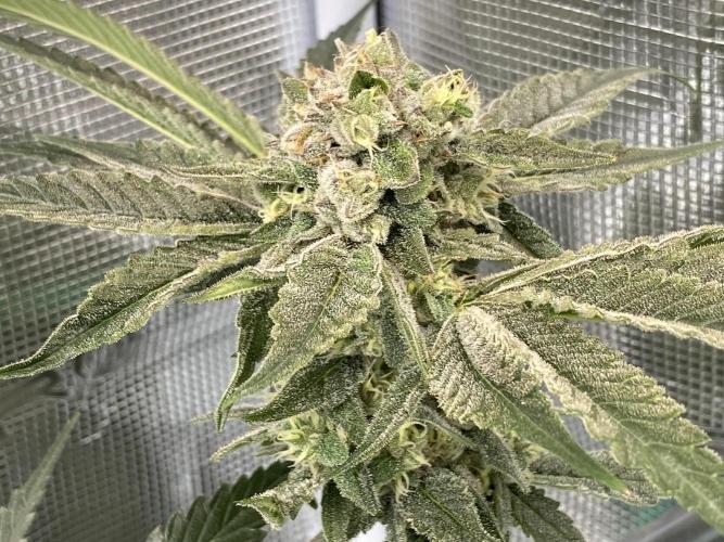 Fast.Farm. Week 7
