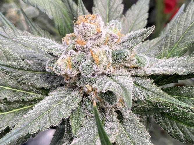 Fast.Farm. Week 7