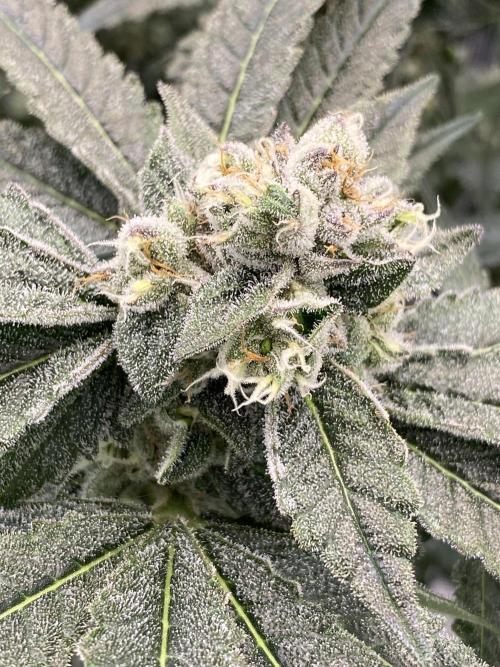 Fast.Farm. Week 7