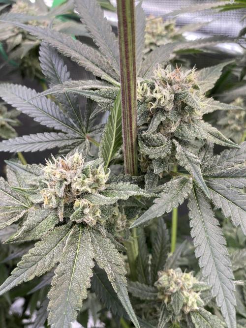 Fast.Farm. Week 7