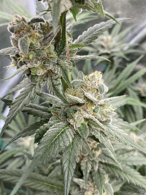 Fast.Farm. Week 7