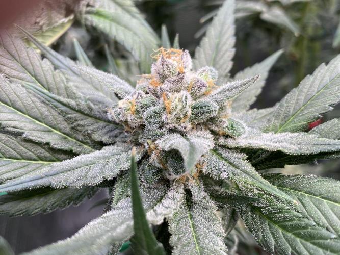 Fast.Farm. Week 7