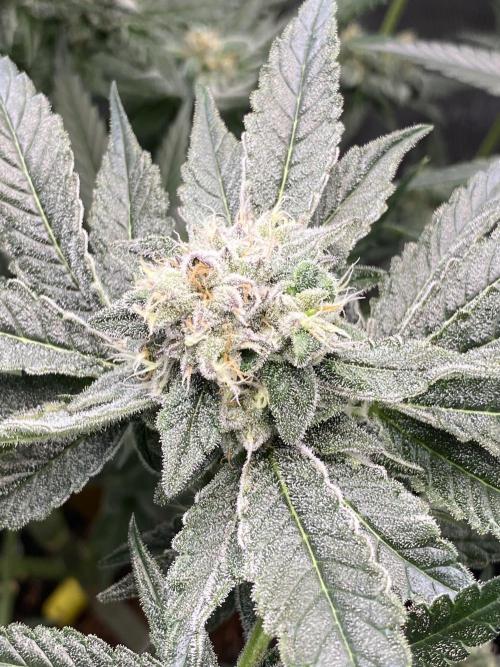 Fast.Farm. Week 7