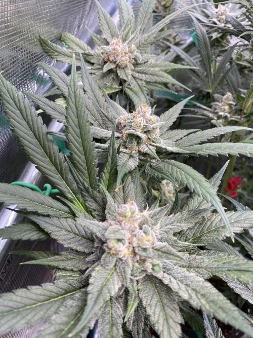 Fast.Farm. Week 7