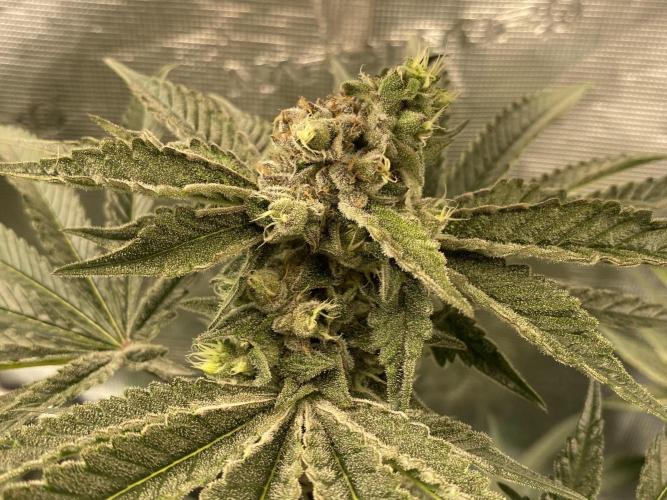 Fast.Farm. Week 7