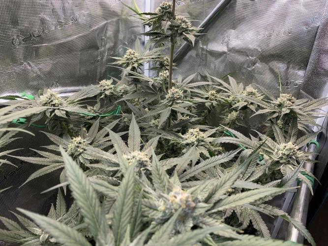 Fast.Farm. Week 7