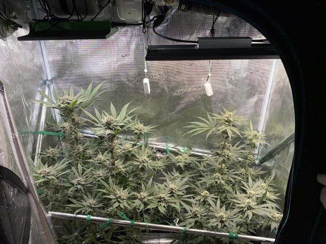 Fast.Farm. Week 7