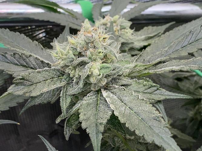 Fast.Farm. Week 7