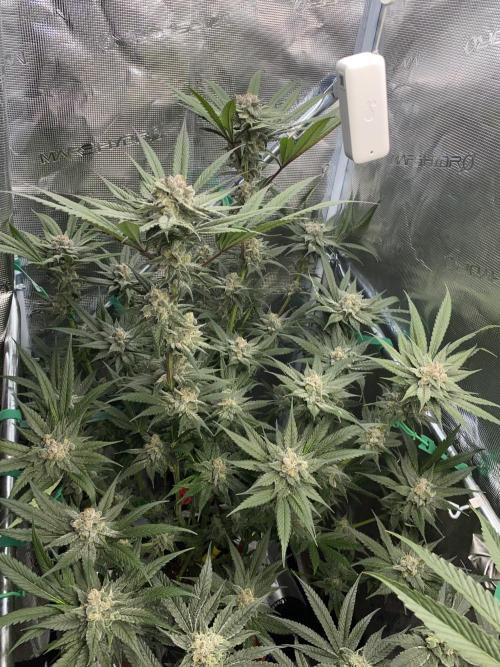 Fast.Farm. Week 7