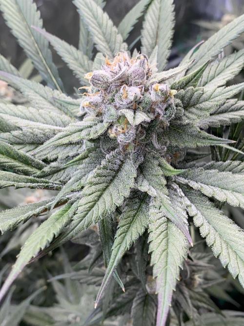 Fast.Farm. Week 7