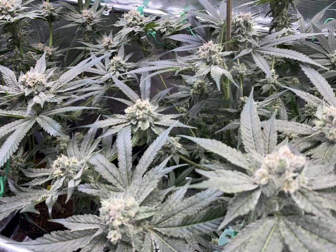 Fast.Farm. Week 7