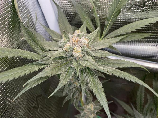 Fast.Farm. Week 7