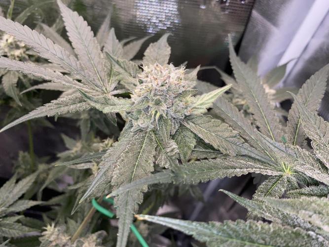 Fast.Farm. Week 7