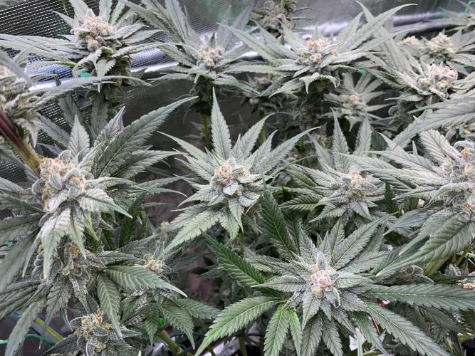 Fast.Farm. Week 7