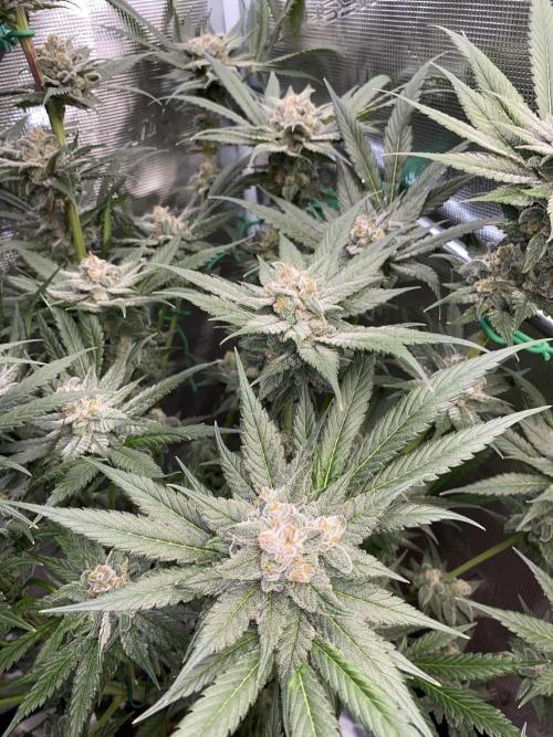 Fast.Farm. Week 7