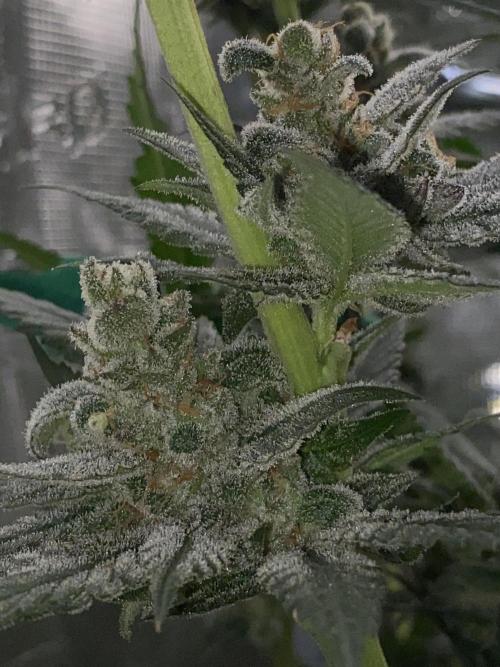 Fast.Farm. Week 7
