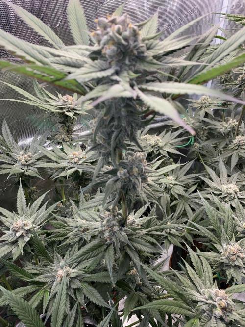 Fast.Farm. Week 7