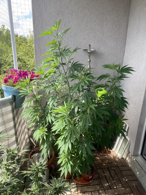 Fast.Farm. Week 7