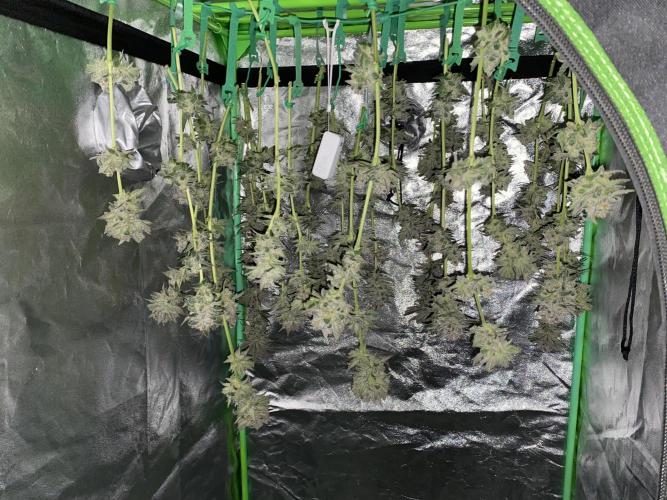 Fast.Farm. Week 8