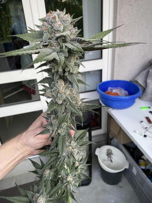 Fast.Farm. Week 8
