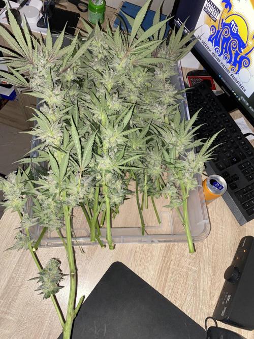 Fast.Farm. Week 8