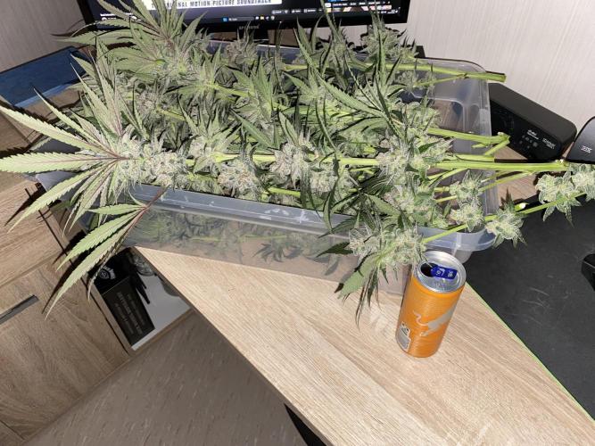 Fast.Farm. Week 8