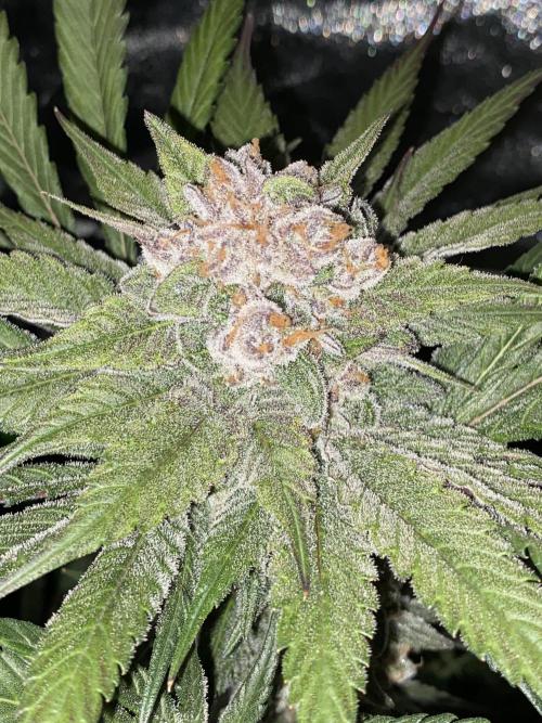 Fast.Farm. Week 8