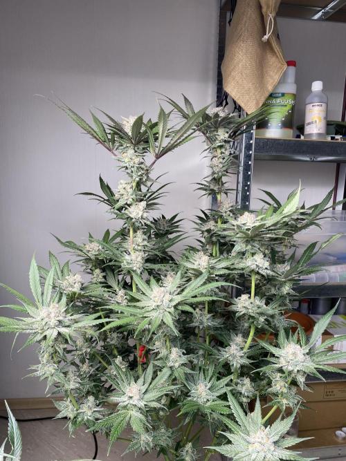 Fast.Farm. Week 8