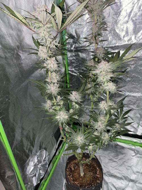 Fast.Farm. Week 8