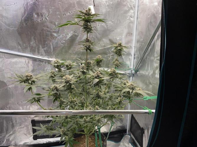 Fast.Farm. Week 8